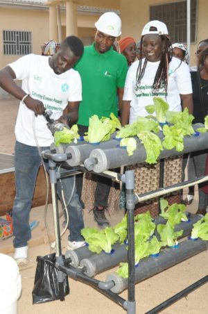 A man operates tubes with lettuce, part of a hydroponic farming setup