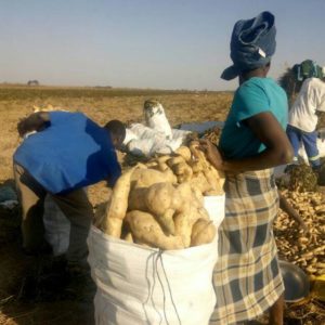 People in a field with bags of sweet potatoes